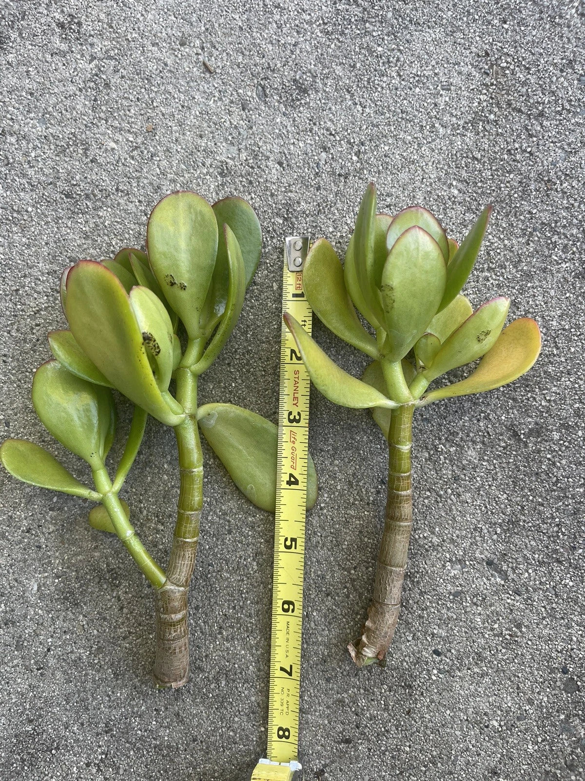 Thick Cutting Jade Plant Succulent 4-6" Crassula ovata - Easy Care Indoor Houseplant
