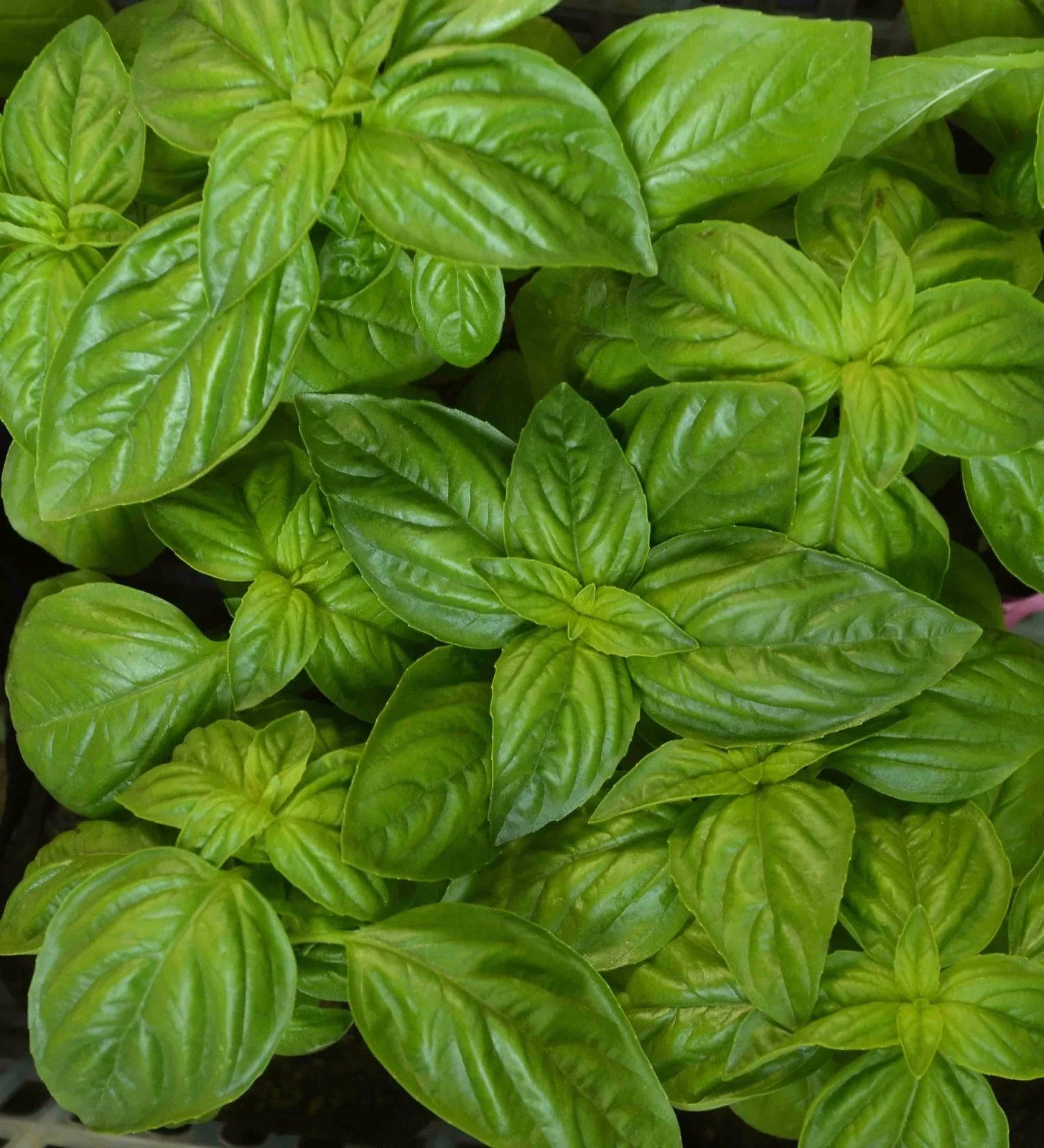 Genovese Basil Herb Seeds, Heirloom NON-GMO, Aromatic Ocimum basilicum, Various Sizes, Culinary Herb Seeds