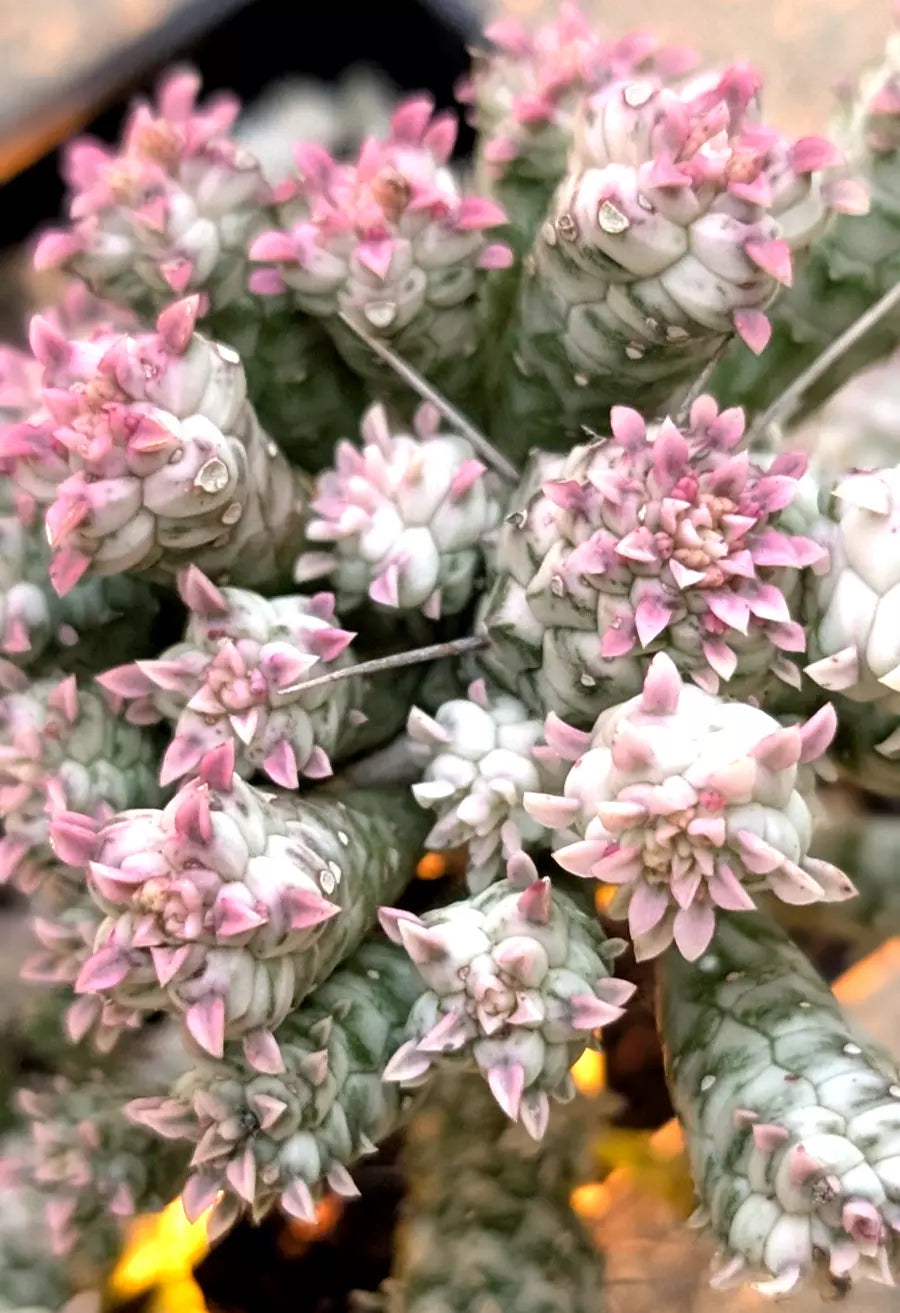 Rare Pink Euphorbia Mammillaris Variegata - 4" Rooted Indian Corn Cob Plant