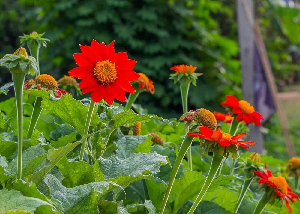 Mexican Sunflower Seeds 100+ | Tithonia diversifolia for Attracting Butterflies & Hummingbirds | Full Sun, Drought Tolerant
