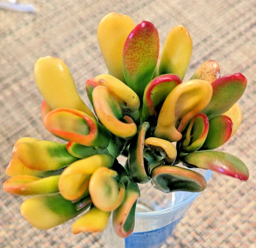 Rare Variegated Gollum Jade Succulent 3-Inch Rooted Crassula ovata 'Gollum' for Indoor & Outdoor Decor
