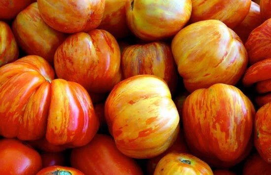 Old German Tomato Seeds - Heirloom Solanum lycopersicum for Home Gardening