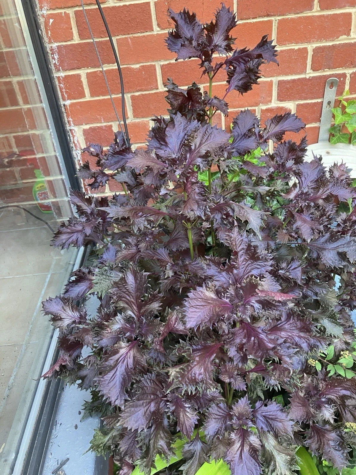 Rooted Shiso Perilla Plants 8 Pack - Green Leaf Herb, Perilla frutescens, Culinary & Garden Use