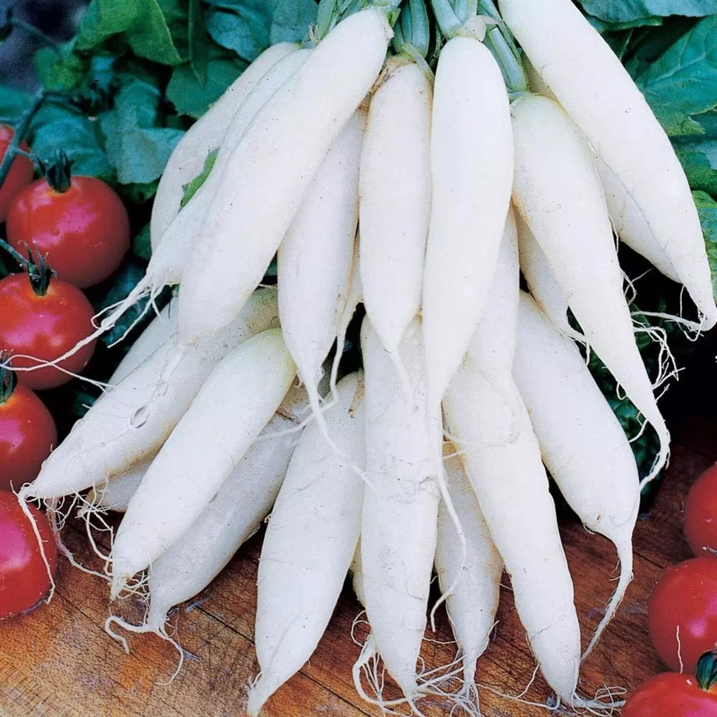 White Icicle Radish Seeds - Organic Heirloom Raphanus sativus - Non-GMO, Fast-Growing, 100+ Seeds for Salad & Garnish