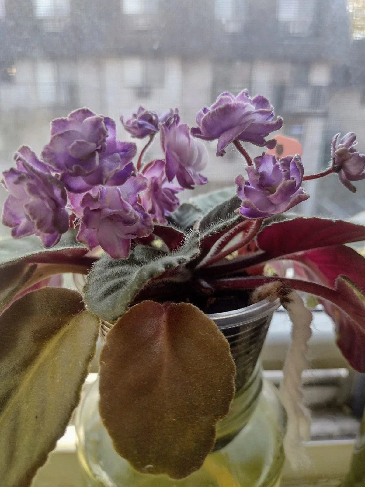 African Violet Cuttings Optimara Trinidad II - 2 Fresh Unrooted Leaves for Propagation
