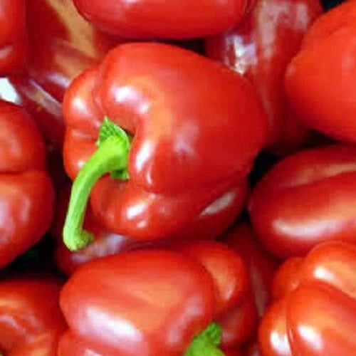 Big Red Sweet Bell Pepper Seeds - Organic Capsicum annuum for Home Gardens