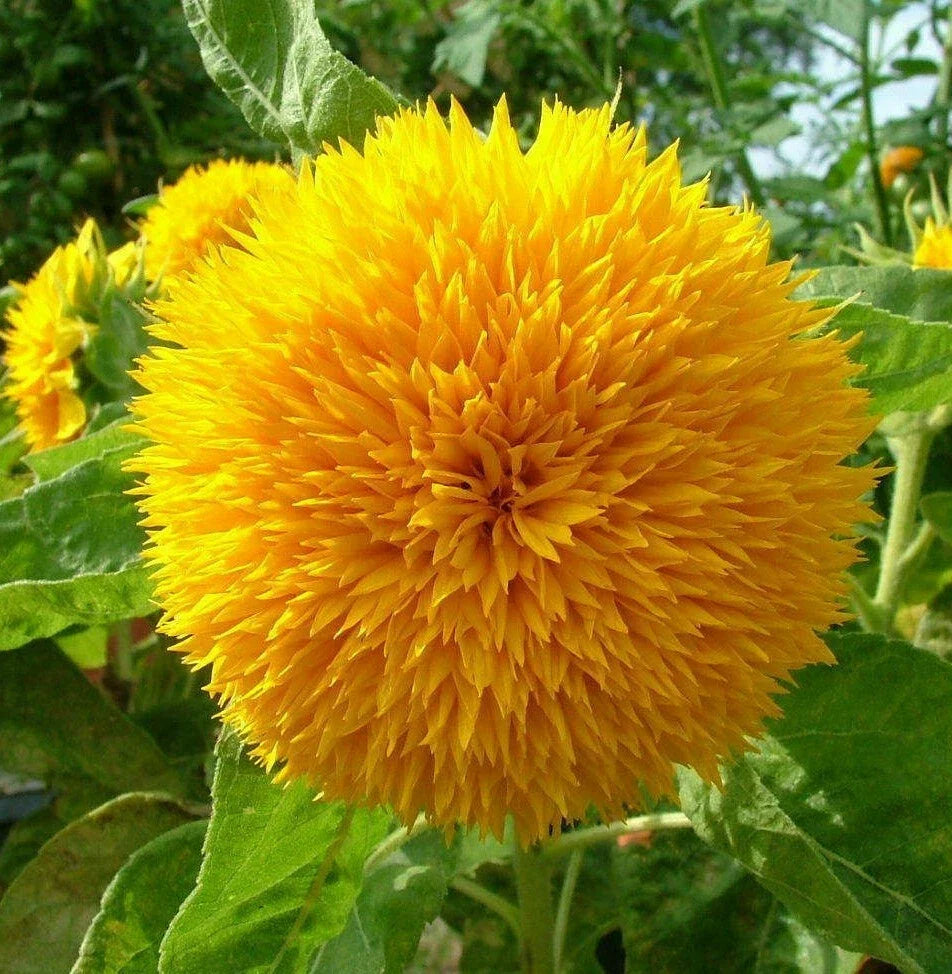 Teddy Bear Sunflower Seeds | Dwarf Fluffy Gold | Helianthus annuus | Compact Garden Flower Pack of 100