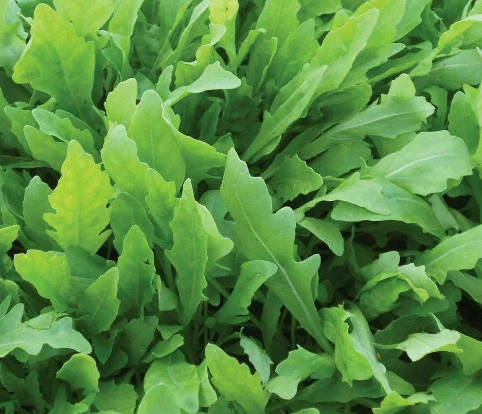 Arugula Seeds 1000+ Rocket Greens Eruca sativa Vegetable Garden Salad