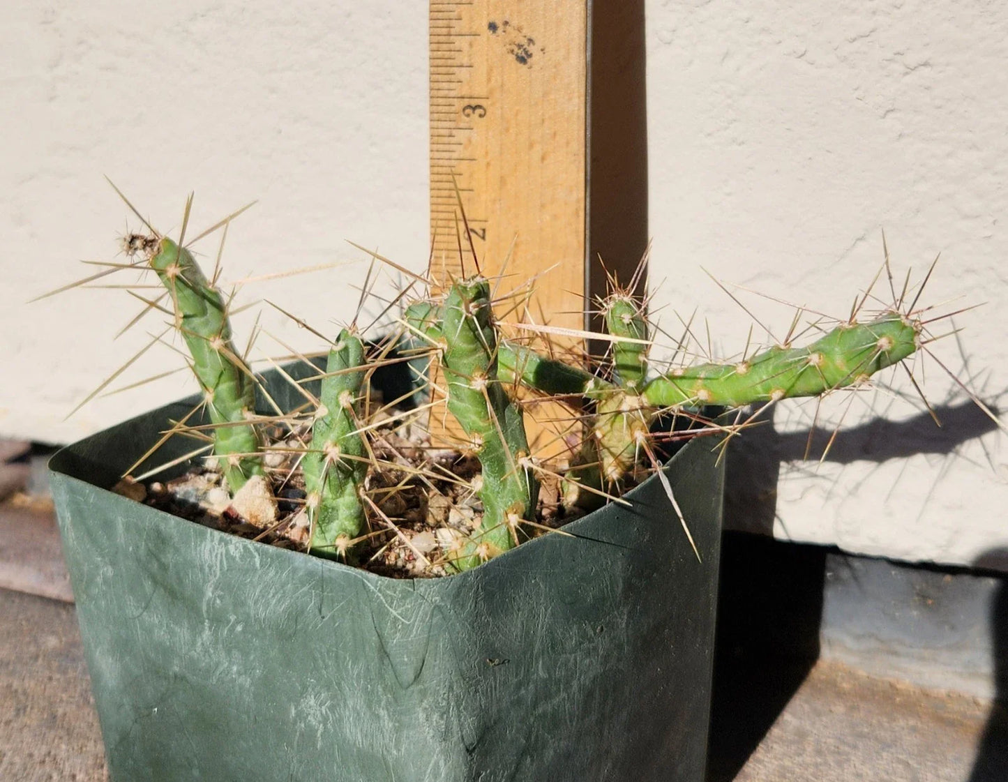 Cylindropuntia Davisii Thistle Cholla Cactus Plant Cuttings Lot – Live Rooted Succulents for Landscaping & Decor