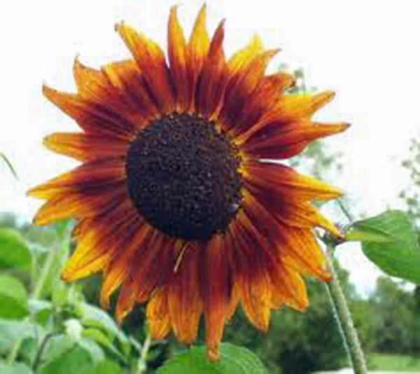 Sunflower Seeds - Autumn Beauty Pack of 25+ Helianthus annuus Multi-Colored Blooms for Garden & Cut Flowers