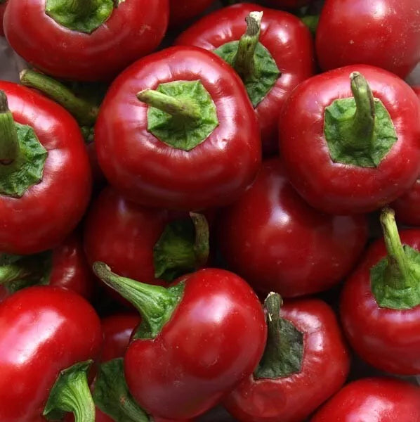 Red Cherry Hots Hot Pepper Seeds 50+ Heirloom Capsicum annuum USA Grown