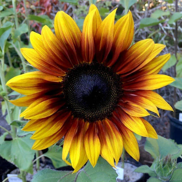 Firecracker Sunflower Seeds - 25 Perennial Helianthus annuus Garden Flower Seeds for Bright Yellow Blooms