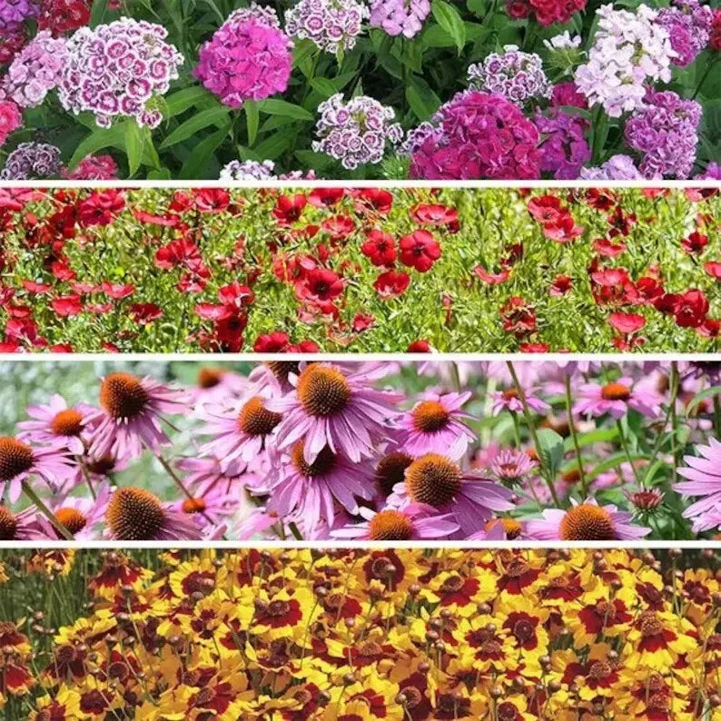 Wildflower Seed Mix 200 Seeds Organic Native Shade Tolerant Plants for Garden Pollinator Attracting Seed Packet
