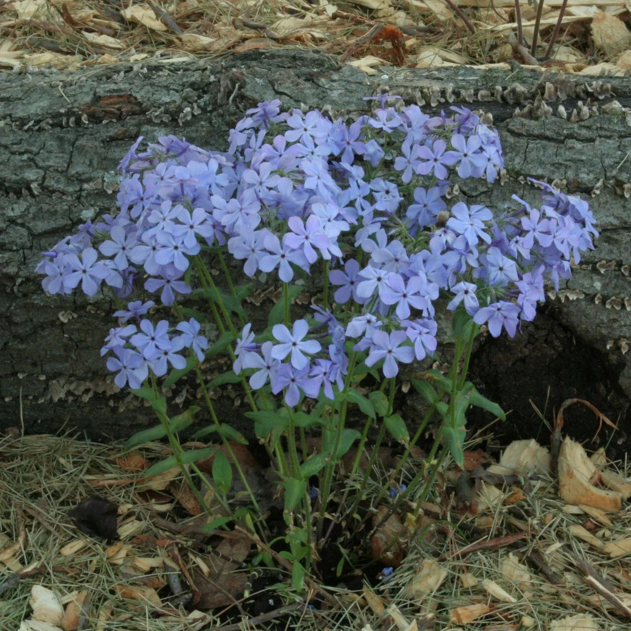Wild Sweet William Phlox Seeds - 100+ Count - Phlox maculata - USA Grown
