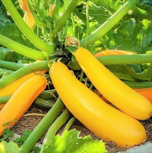 Golden Yellow Zucchini Seeds | Summer Squash Courgette Kousa Vegetable Seed | Heirloom Cucurbita pepo