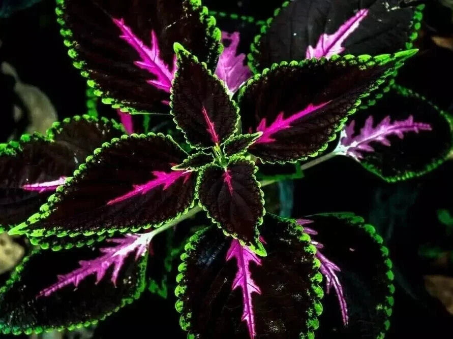 Purple Dragon Coleus Seeds - 25+ Pack for Garden Planting, Colorful Foliage, Coleus blumei