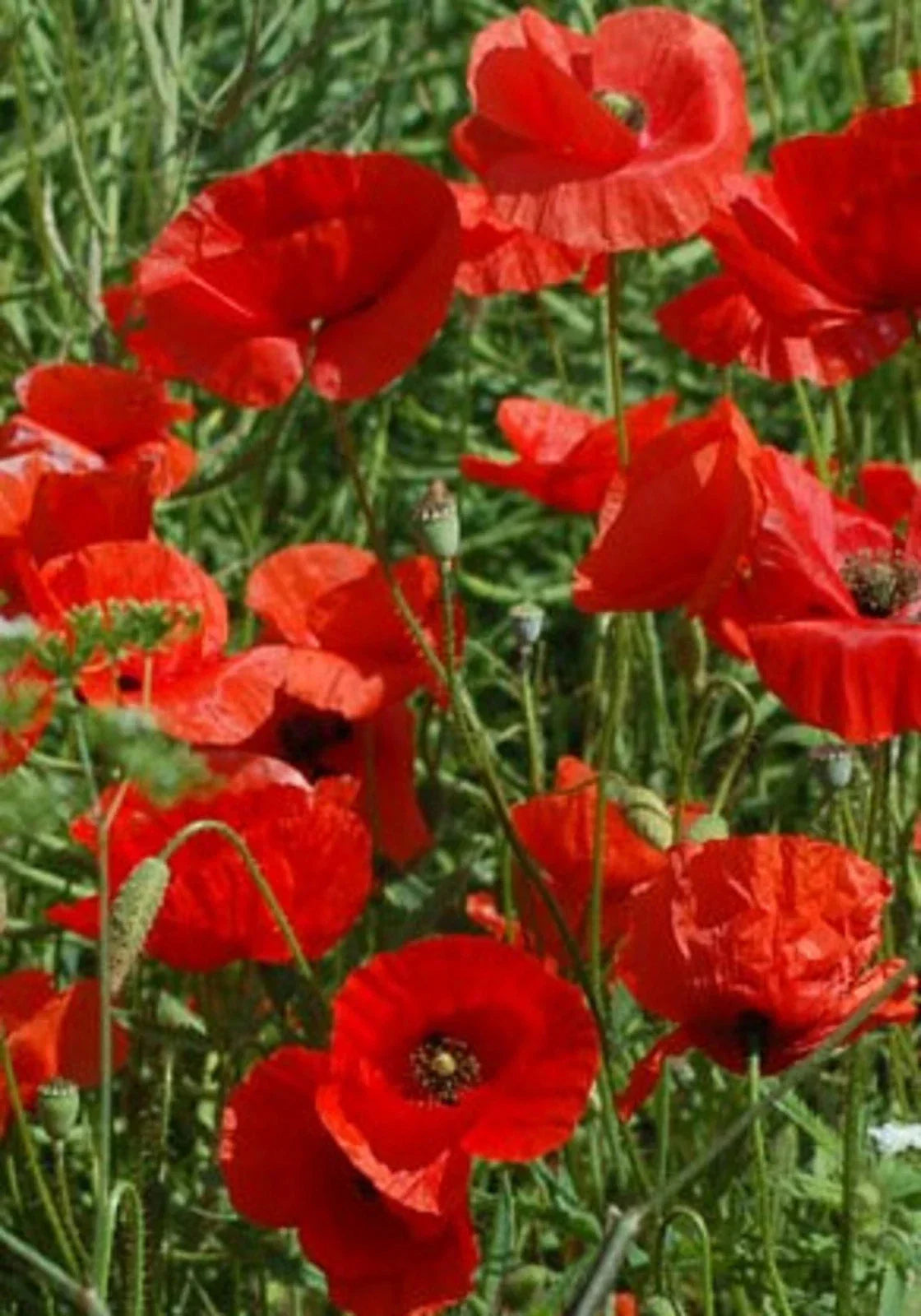 Great Red Poppy Seeds - 200+ Non-GMO Papaver rhoeas Flower Seeds for Garden