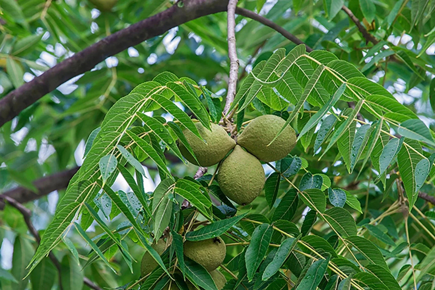 Black Walnut Tree Sapling 12-24" Juglans nigra Bare Root Deciduous Tree for Landscaping