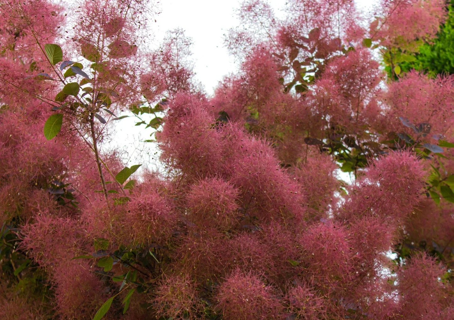 Purple Smoke Tree Seeds 50 Count | Cotinus coggygria with Puffball Flowers & Purple Leaves | Ornamental Shrub or Small Tree Seeds