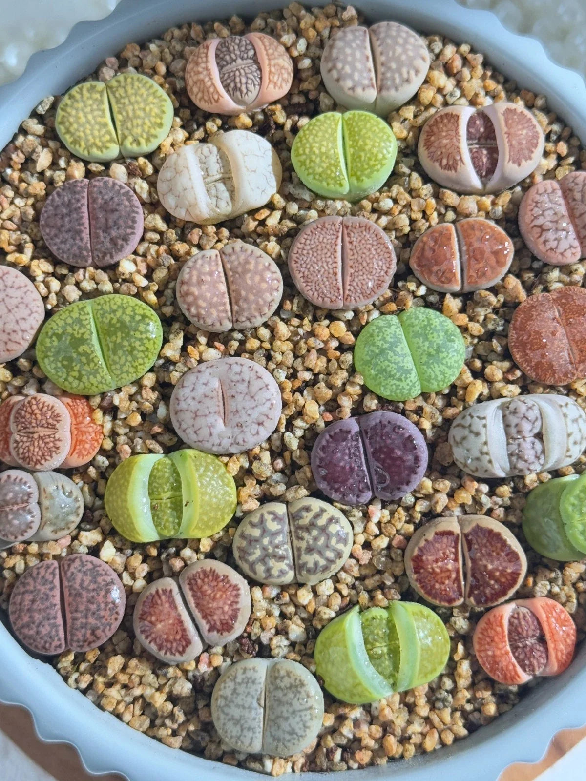 Live Lithops Succulents 10pc Assorted Bare Root – Unique Living Stones for Weddings & Decor – Lithops spp.