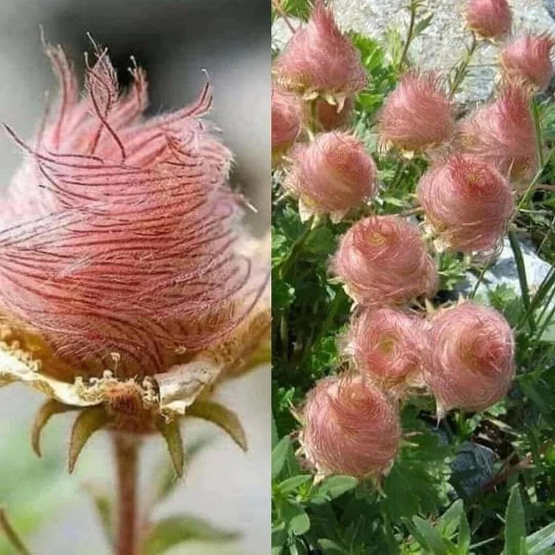 Geum Prairie Smoke Seeds - Cherry Drop - Deer Resistant Perennial Flower Seeds - Geum triflorum, 55+ Seeds