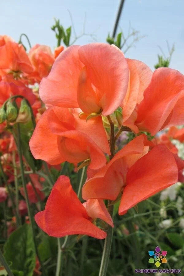 Maloy Sweet Pea Seeds - 50+ Pack, Fragrant Lathyrus odoratus, Climbing Vine, Garden Planting, Non-GMO, USA