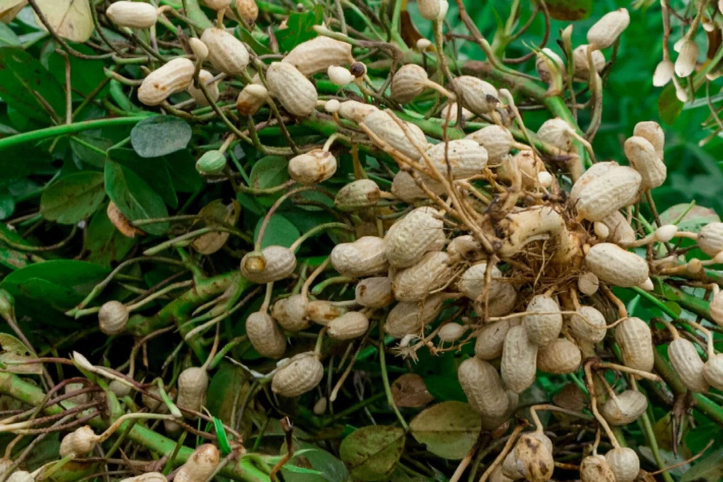 Virginia Jumbo Peanut Seeds - Unshelled, Non-GMO, Peanut Butter Variety, Arachis hypogaea, Home Garden Planting
