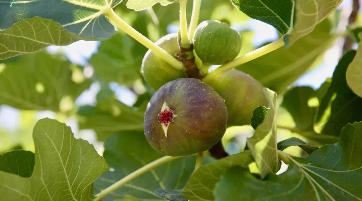 Alma Fig Seeds - 100+ Ficus carica Organic Non-GMO for Garden Planting, Home Garden, Container, USA Origin