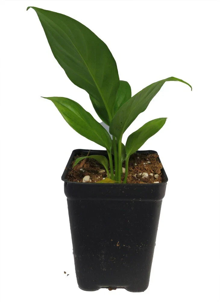 Peace Lily Plant 2.5” Pot - Spathiphyllum - Easy Care Indoor Houseplant