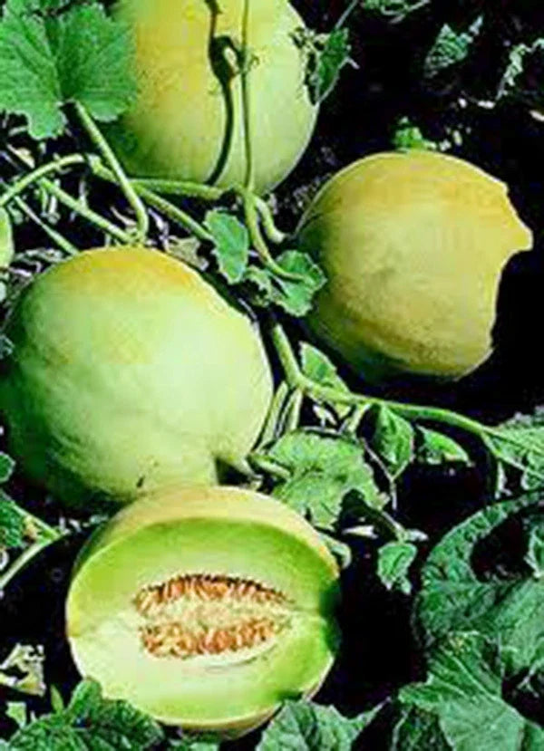Honey Dew Melon Seeds - Heirloom Cucumis melo, Sweet Green Fruit, Pack of 25+ Seeds for Home Garden, Non-GMO, Juicy and Delicious