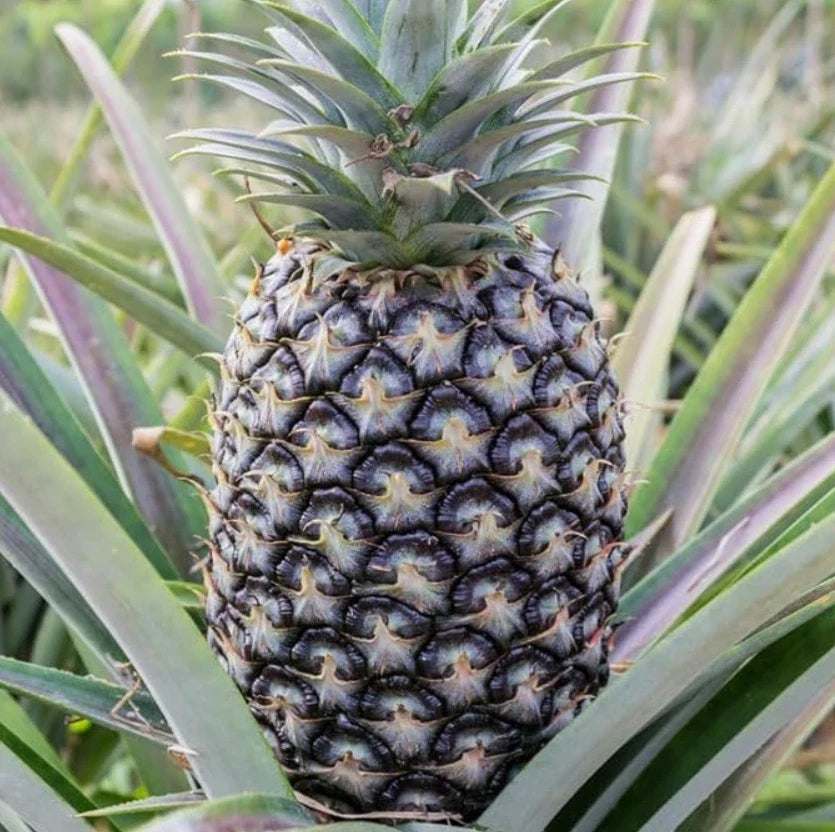 White Jade Pineapple Starter Plants – 2 Rooted Live Ananas comosus Fruit Trees for Indoor & Outdoor Growing