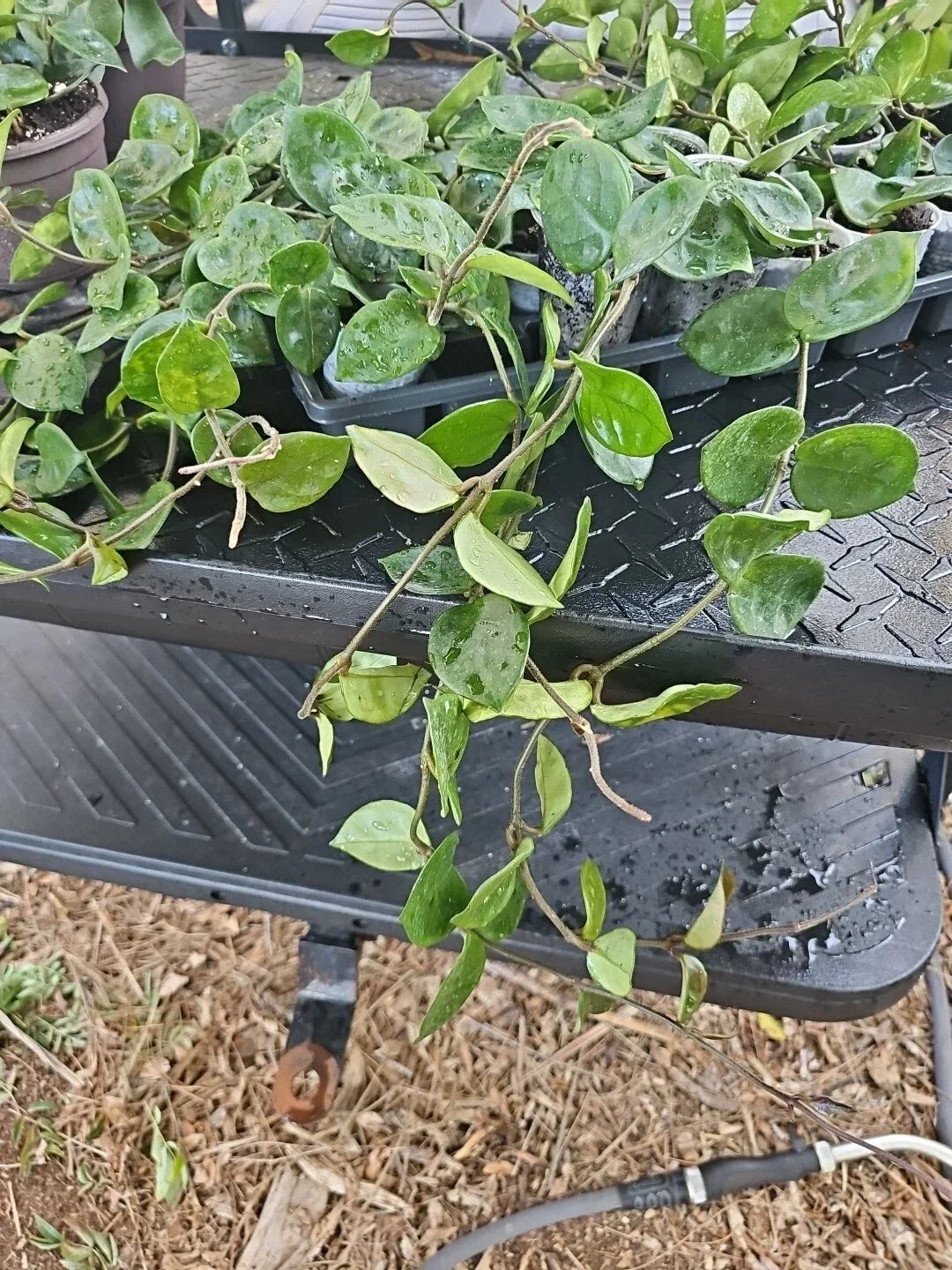 Hoya Carnosa Krinkle 8 Chelsea Live Plant 3" Pot - Rare Indoor Trailing Houseplant