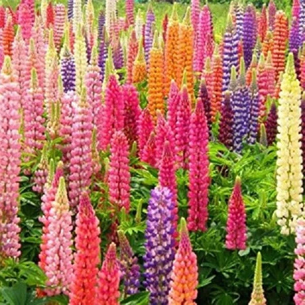 Rainbow Mix Lupine Seeds - Perennial Flower Seeds for Borders & Containers - Lupinus polyphyllus