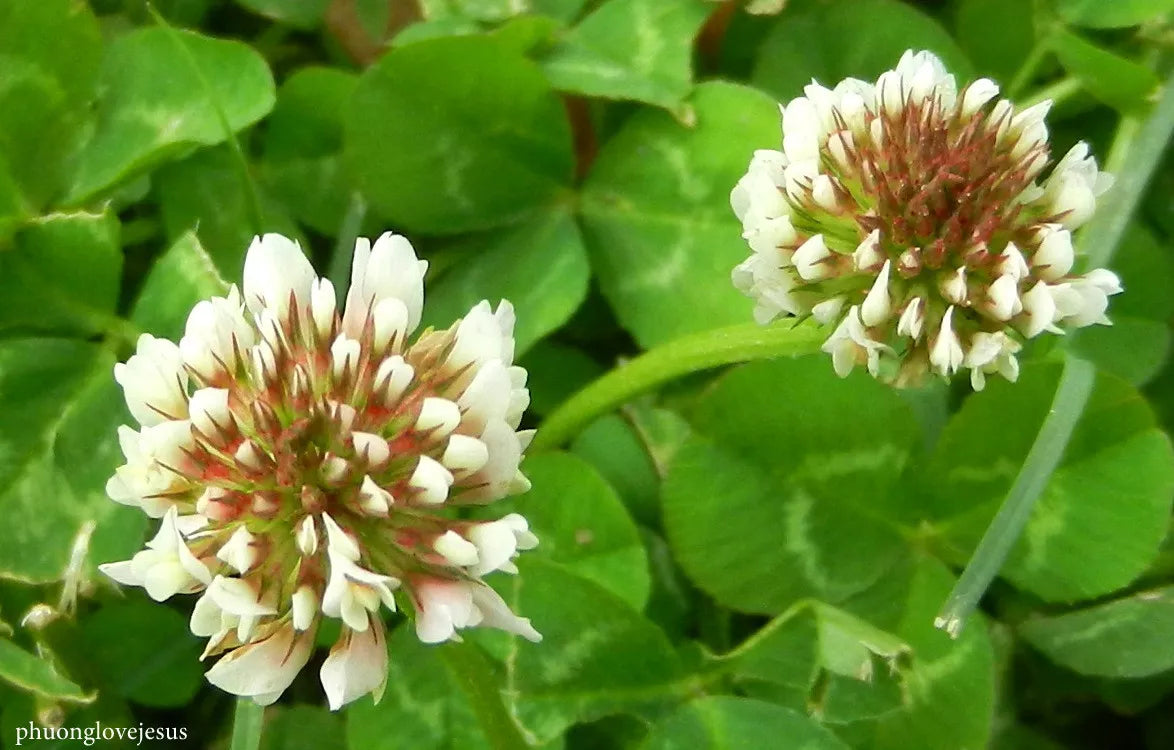 White Dutch Clover Seeds - 10,356 Perennial Flower Seeds - Trifolium repens