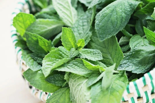 Spearmint Seeds - Mentha spicata Herb for Garden, Indoor & Outdoor Growing, 100+ Premium Seeds, Aromatic, Non-GMO