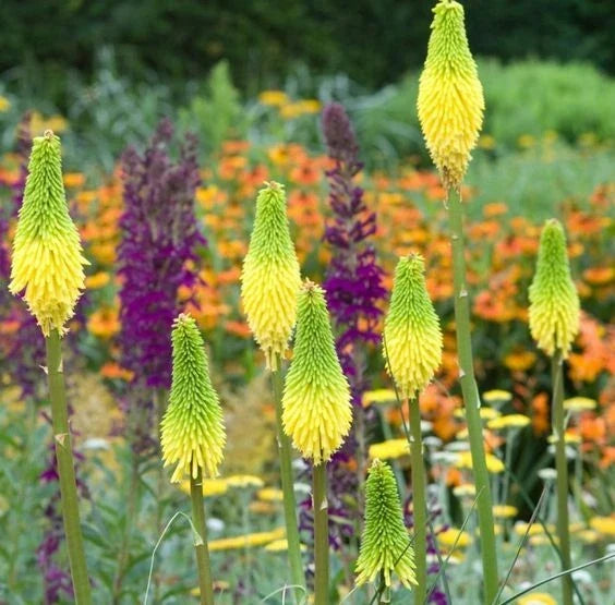 Hot Poker Seeds 25 Pack - Bright Yellow Torch Lily Perennial Kniphofia Flowering Plant for Garden, Borders, Pollinator Attracting