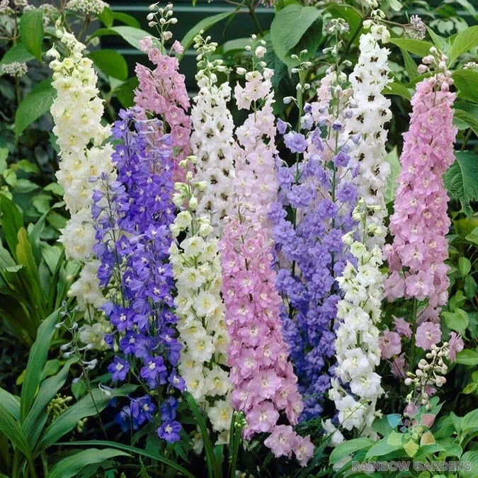 Delphinium Seeds - 200+ Standard Mix Flower Garden Seeds for Planting - Delphinium elatum