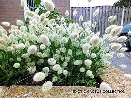 Lagurus Ovatus Seeds - Bunny Tails Hare's Tail Grass - Rare Exotic Flowering Plant - Clumping Perennial Grass Seed