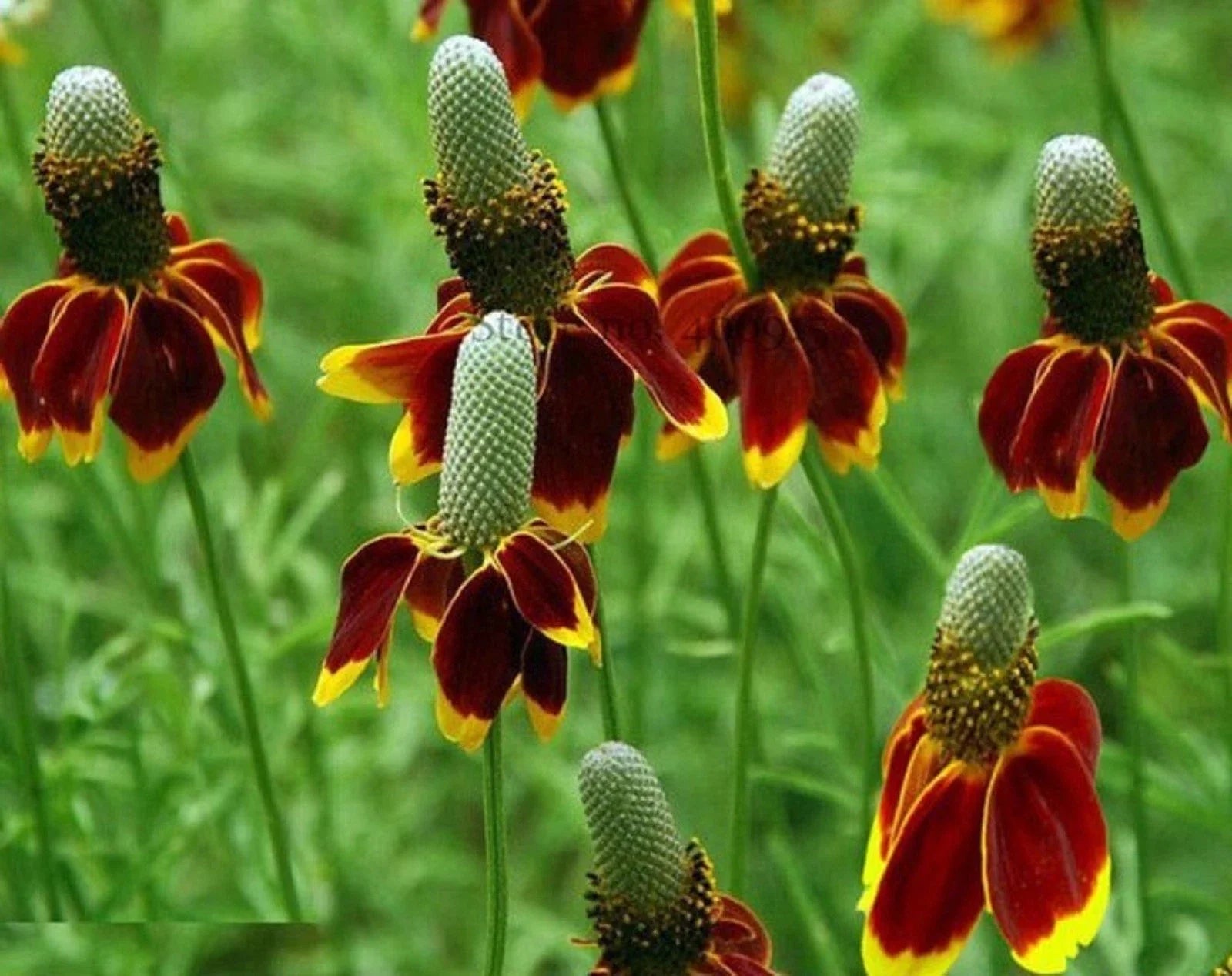 Mexican Hat Seeds 200 Pack - Ratibida columnifera Wildflower, Native Plant Seeds, Pollinator Friendly, Garden