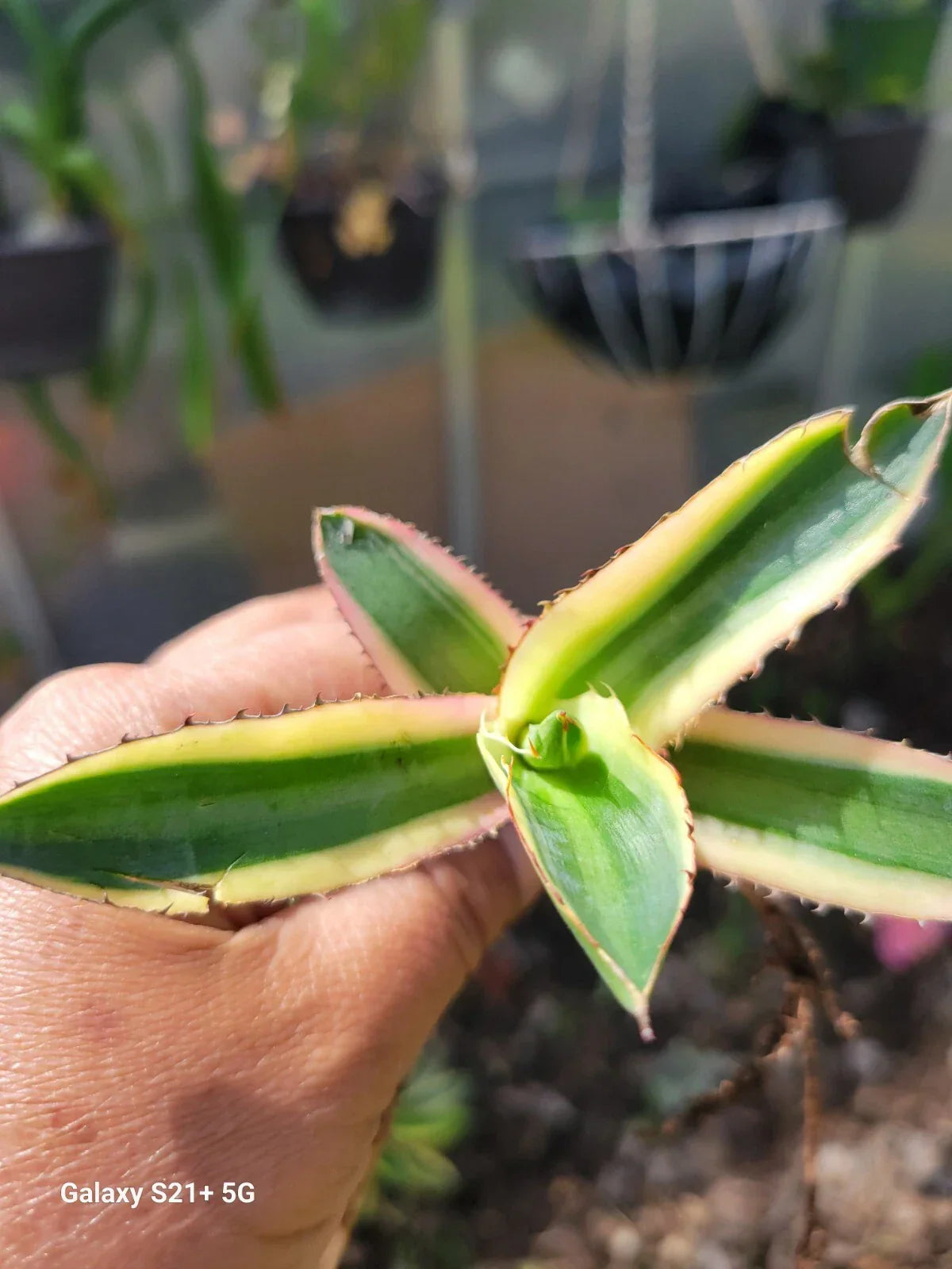 Agave Lophantha Quadricolor Variegated Rare Succulent Plant Cactus - Bare Root