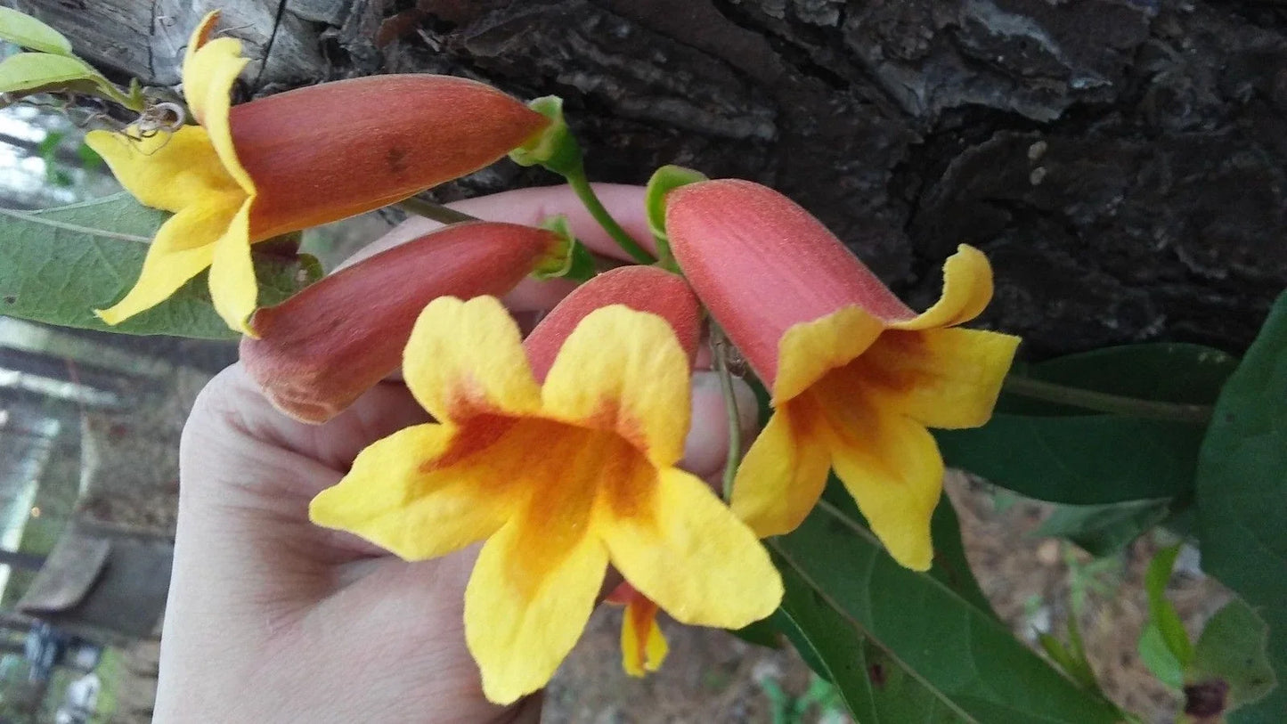 Cross Vine Plants 4-Pack Tangerine Beauty Bignonia capreolata Climbing Vine with Yellow Red Orange Trumpet Flowers