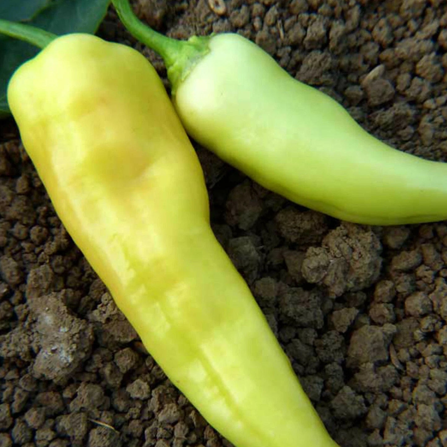 Sweet Banana Pepper Seeds - 4 oz Sealed Bag, Capsicum annuum, Heirloom, Non-GMO, Home Garden, Compact, Edible Peppers