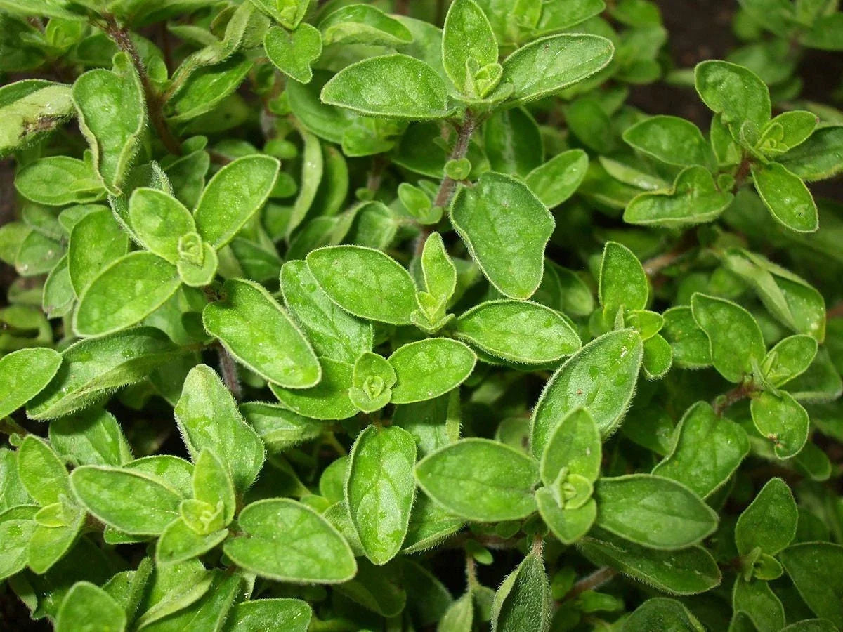 Greek True Oregano Seeds - Non-GMO Herb Seeds for Gardening - Origanum vulgare subsp. hirtum, Aromatic Perennial Herb, Packaged Seeds