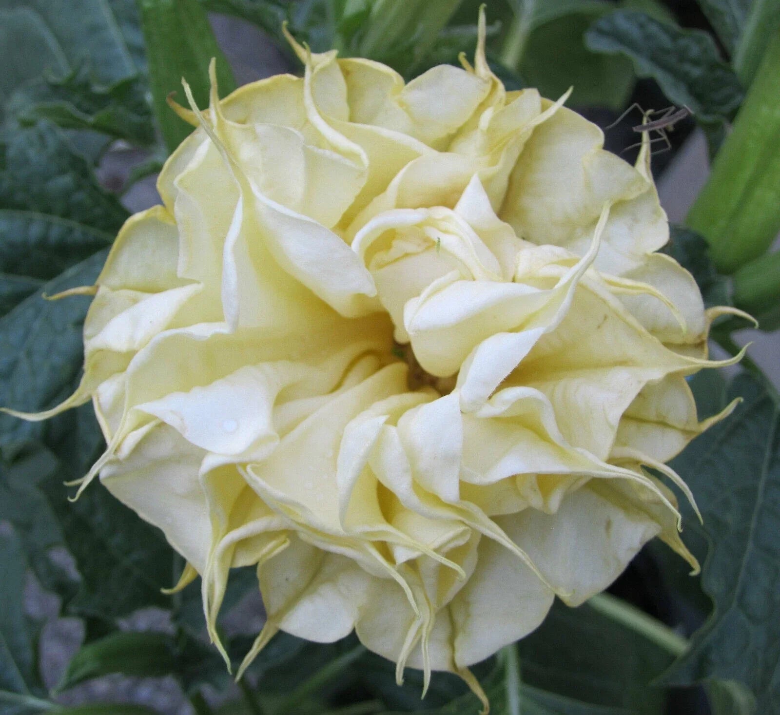 Double Lemon Rose Angel Trumpet Seeds – Brugmansia Datura Flower Seeds for Garden, Container, Fragrant Blooms, USA Grown