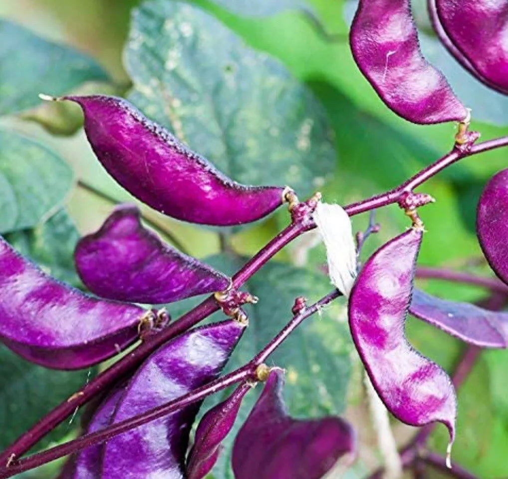 Purple Moon Hyacinth Bean Seeds – Climbing Vine, Edible & Ornamental, Lablab purpureus, 10+ Seeds