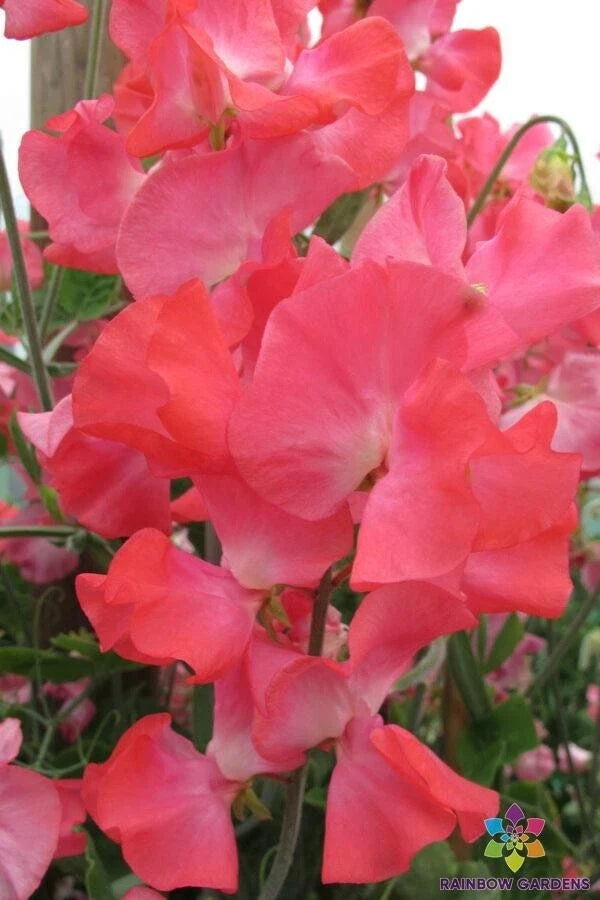 San Francisco Semi-Dwarf Sweet Pea Seeds - 50+ Pack, Fragrant, Climbing, Lathyrus odoratus, Edible Garden, USA