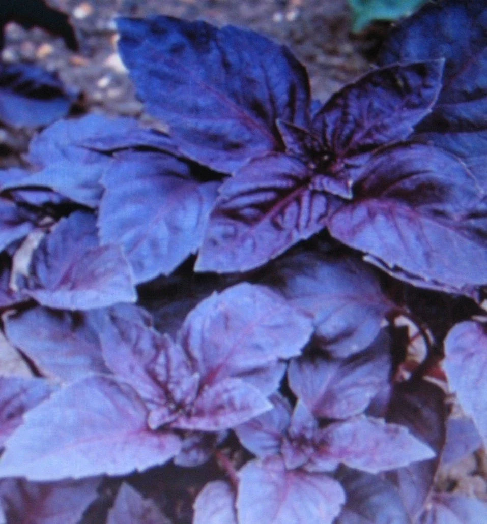 Dark Opal Basil Seeds - Bulk 1000, Culinary Herb, Purple Leaves, Ocimum basilicum var. purpurascens, Gourmet Gardening