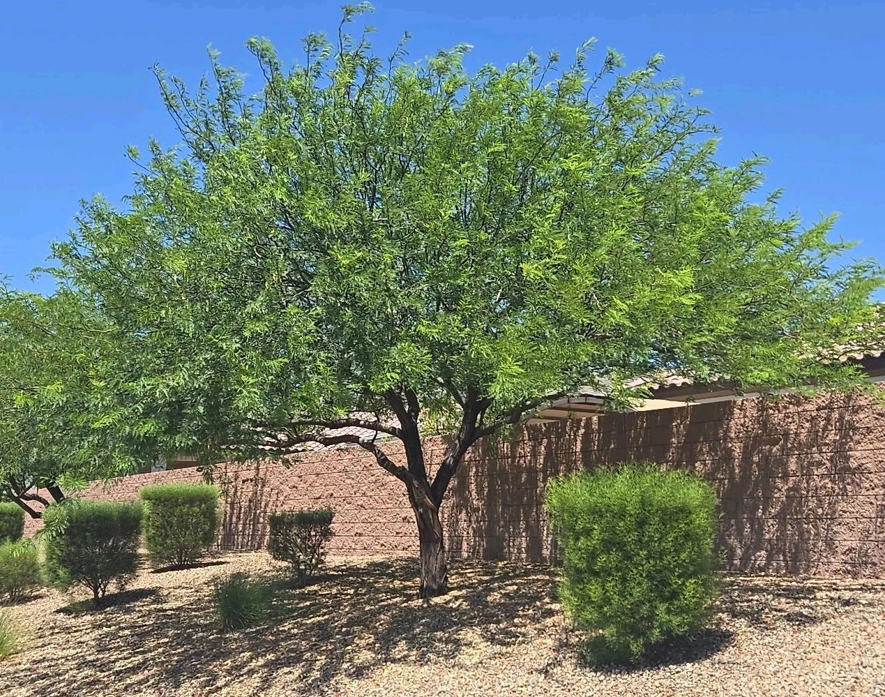Hybrid Mesquite Tree Pods - 9 Fresh Seeds, Drought-Resistant, Neltuma x, Landscaping & Restoration, Wildlife Attractant