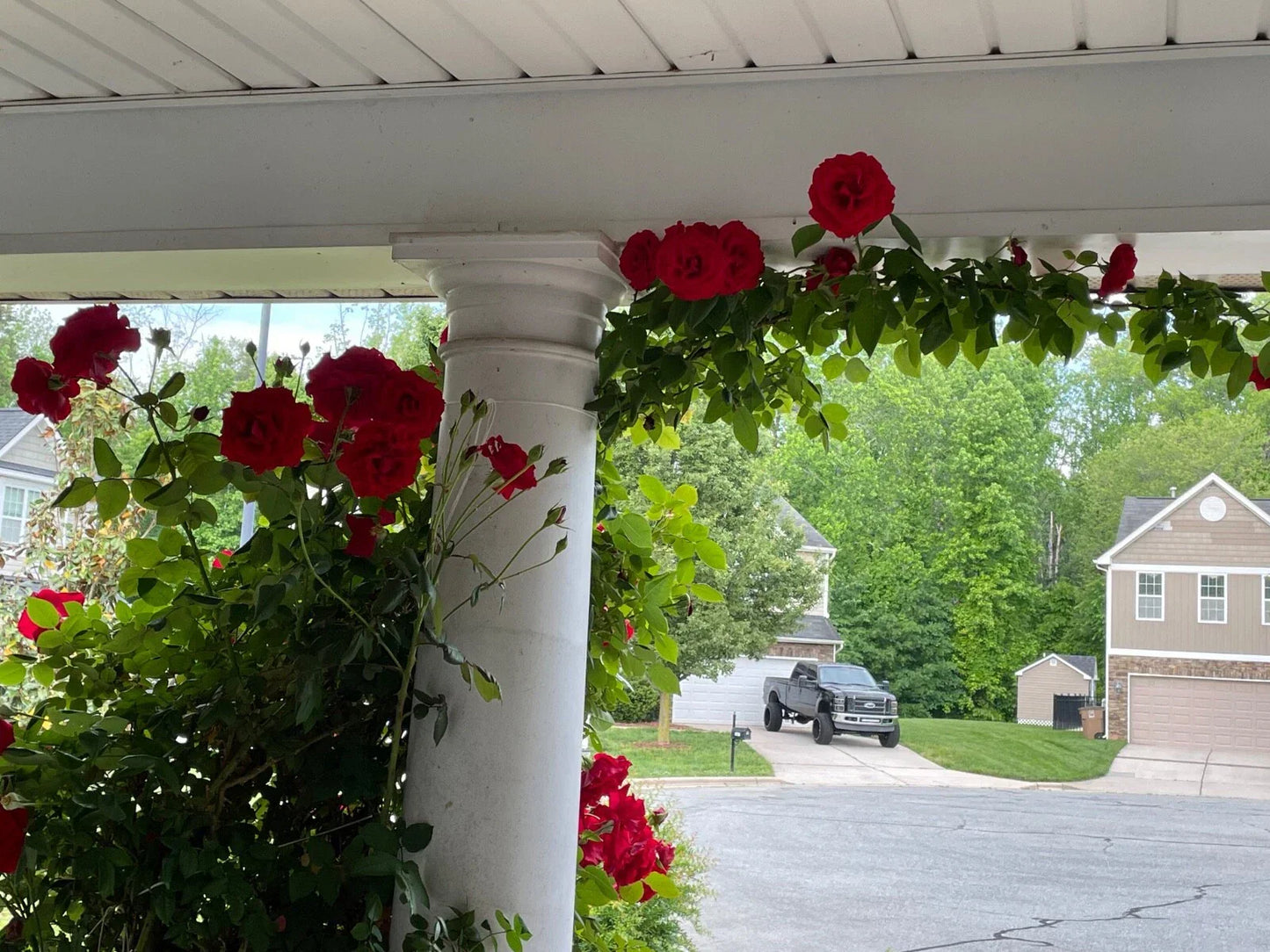 Lady In Red Climbing Rose Cuttings - 4 Live Plants - Everblooming Red Blooms Rosa 'Lady In Red'