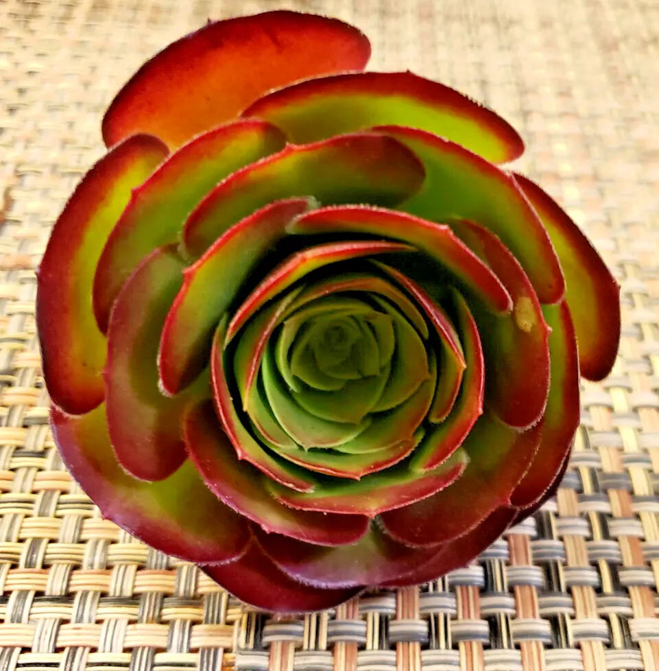 Medium Size Aeonium 'Velour' Unrooted Cuttings - 3" Diameter Succulent Plant